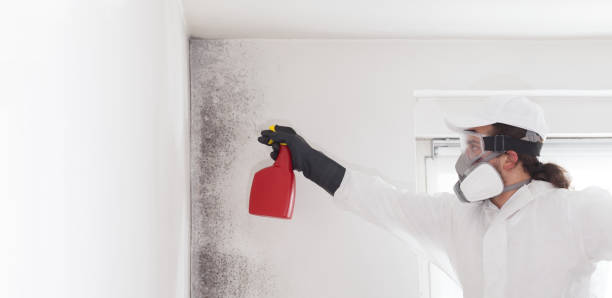 Best Insurance-Related Mold Remediation in Exeter, PA